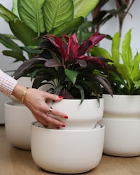 Smart Self-Watering Planters Image 1