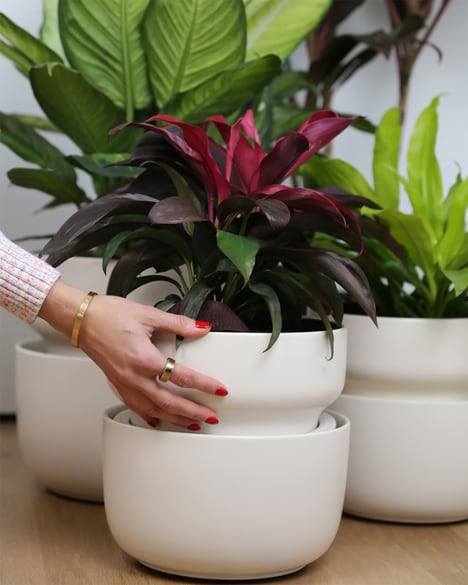Smart Self-Watering Planters