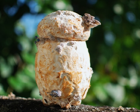 Ethical Mycelium Urn Models