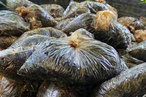 Natural Waste-Based Pesticides Article Thubnail