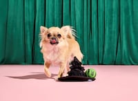 Textural Spellbinding Dog Toys Image 2