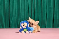 Textural Spellbinding Dog Toys Image 3
