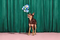 Textural Spellbinding Dog Toys Image 4