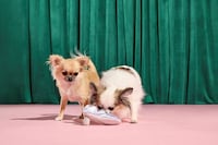 Textural Spellbinding Dog Toys Image 5