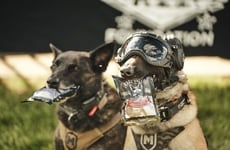 Expanded American Meat Treats