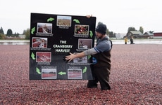 Cranberry Harvest Methods