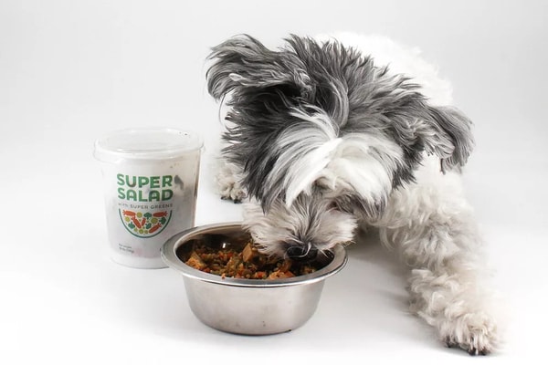 Dog-Friendly Salads