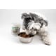 Dog-Friendly Salads Image 1