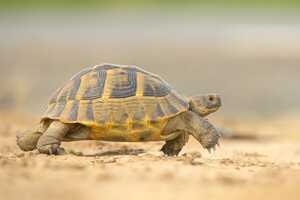 Tortoise Recovery Investments Article Thubnail