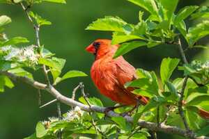 Bird-Friendly Environment Initiatives Article Thubnail