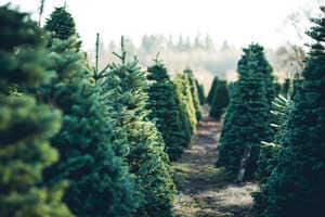 Farm-Sourced Christmas Trees Article Thubnail