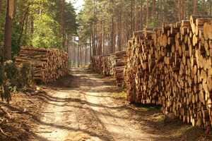 Mass Timber Projects Article Thubnail