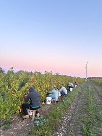 Estate Chardonnay Wines Image 2