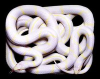 Serpentine Still Life 