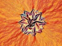 Photomicography  Image 3