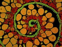 Photomicography  Image 4