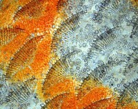 Photomicography  Image 6