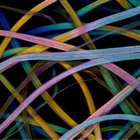 Photomicography  Image 8