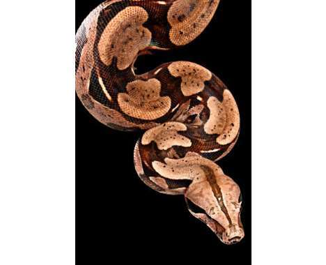 55 Snake-Inspired Finds