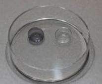 Sunglass Contact Lenses