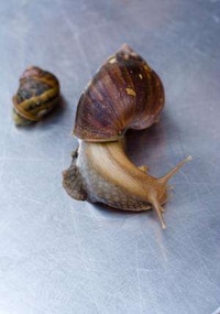 Life Saving Snail Pies Image 2