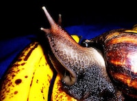 Life Saving Snail Pies Image 3