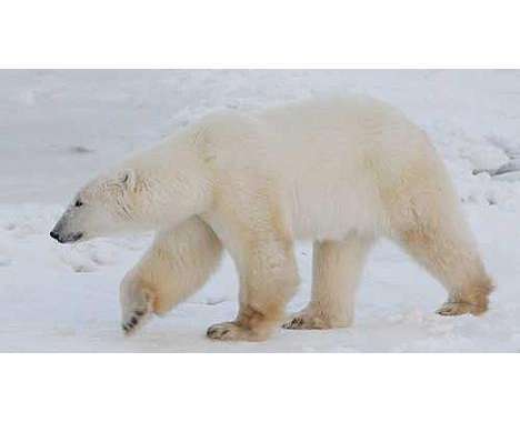 74 Bewitching Bears