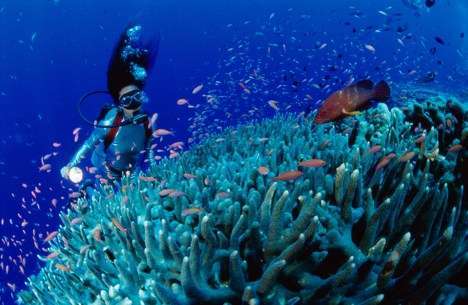 12 Coral Collections