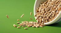 Sunflower-Sourced Protein Products