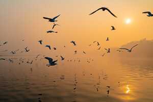 Ethical Hybrid Boat Cruises Article Thubnail