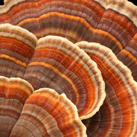 Functional Mushroom Councils