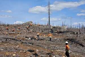 Restorative Tree-Planting Efforts Article Thubnail