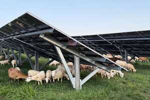 Solar Grazing Sites Article Thubnail