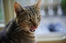 85 Gift Ideas for Cat Owners