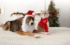 Festive Pet Photo-Op Initiatives