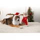 Festive Pet Photo-Op Initiatives Image 1