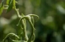 TV Personality-Supported Beverage Campaigns