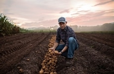 Convenience Potato Debuts