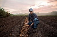 Convenience Potato Debuts