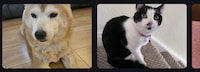 Pet Community Hubs