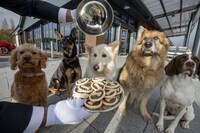 Pet-Friendly Mince Pies Image 1
