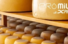 Speedy Cheese Maturation Proteins