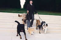 Couture Canine Accessories Image 1