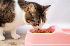 Top 100 Pets Trends in 2025