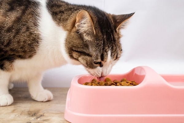 Top 100 Pets Trends in 2025