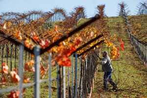 Regenerative Management Courses Article Thubnail