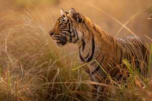 Animal Welfare Partnerships Article Thubnail