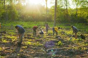 Tree-Planting Business Programs Article Thubnail