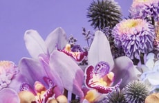 Functional Stress Relief Chocolates