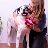 Interactive Canine Toys Image 1